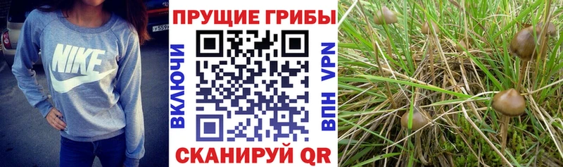 Галлюциногенные грибы GOLDEN TEACHER  Купить закладки  Москва 